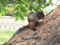 Sciurus stramineus