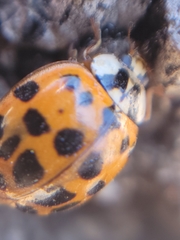 Harmonia axyridis