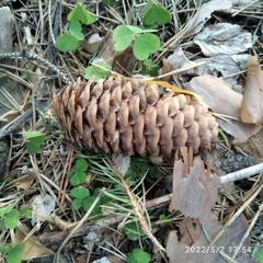 Picea obovata
