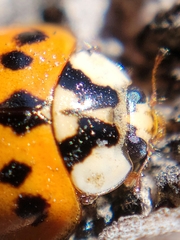 Harmonia axyridis