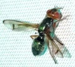 Senopterina caerulescens