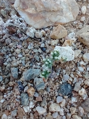 Eremocarya micrantha