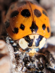 Harmonia axyridis