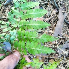 Dryopteris carthusiana