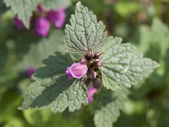 Lamium maculatum