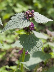 Lamium maculatum