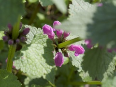 Lamium maculatum