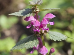 Lamium maculatum