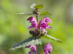 Lamium maculatum