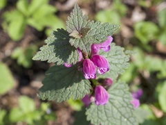 Lamium maculatum