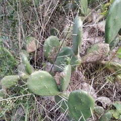 Opuntia rioplatense