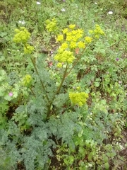 Ferulago lutea