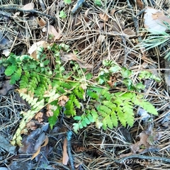 Dryopteris carthusiana