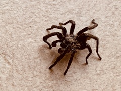 Ischnocolinae