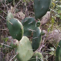 Opuntia rioplatense