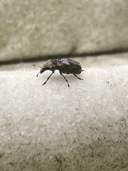 Euparius paganus