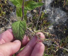 Verbena scabra