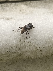 Euparius paganus