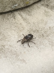 Euparius paganus