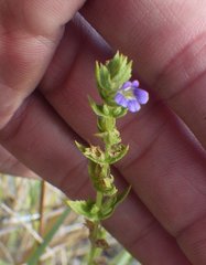 Stemodia durantifolia
