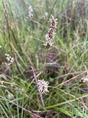 Carex filifolia