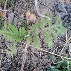 Tanacetum vulgare