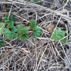 Alchemilla