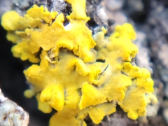 Xanthomendoza fallax