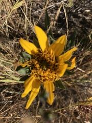Wyethia angustifolia