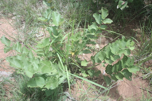 Grewia cissoides