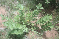 Grewia cissoides