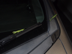 Hierodula patellifera