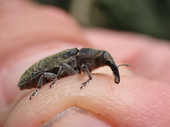 Lixus cardui