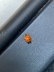 Harmonia axyridis