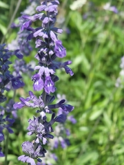 Salvia farinacea