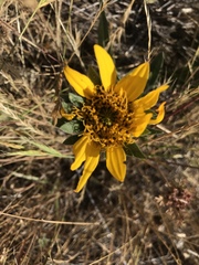 Wyethia angustifolia