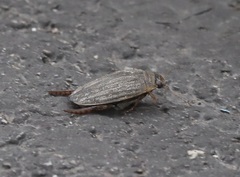 Acilius abbreviatus