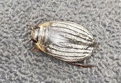 Acilius abbreviatus