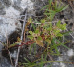 Ludwigia microcarpa