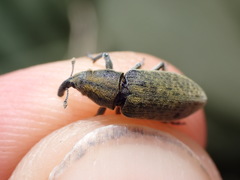Lixus cardui