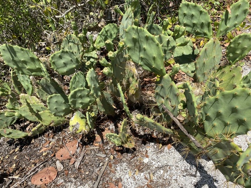 shell mound pricklypear