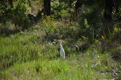 Bubulcus ibis image