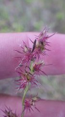 Cenchrus gracillimus