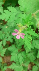 Geranium robertianum