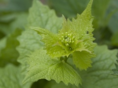 Alliaria petiolata