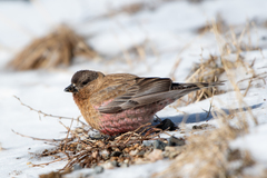 Brown-Capped Rosy-Finch photo 3