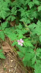 Geranium robertianum