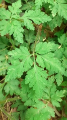 Geranium robertianum