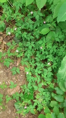Geranium robertianum