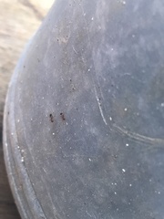 Tetramorium bicarinatum